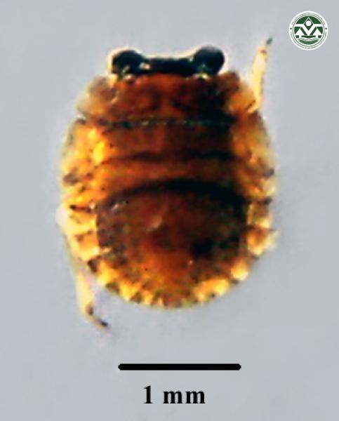 Aphelocheirus aestivalis