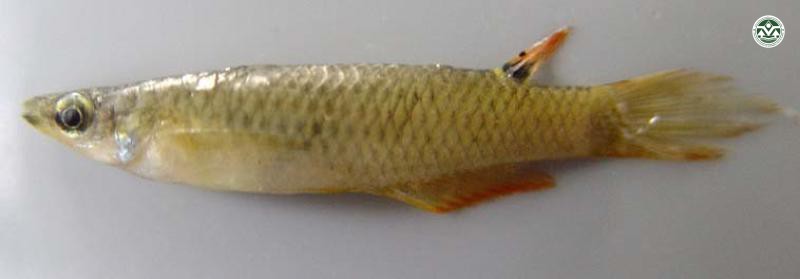 Aplocheilus panchax