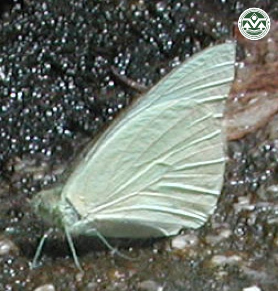 Appias albina