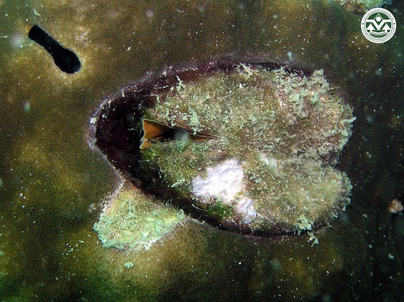 Arca ventricosa