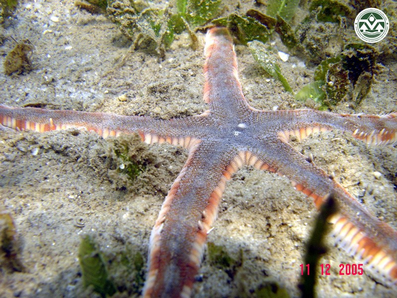 Archaster typicus