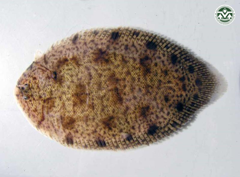 Archiroides leucorhynchos