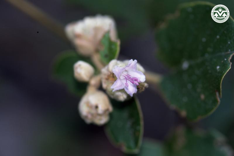 Argyreia osyrensis