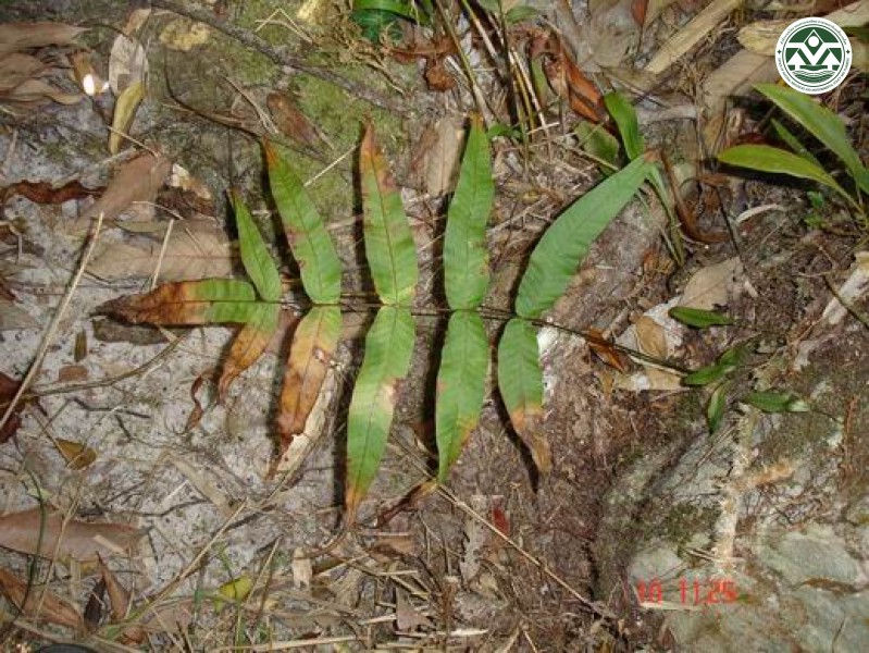 Arthromeris phuluangensis