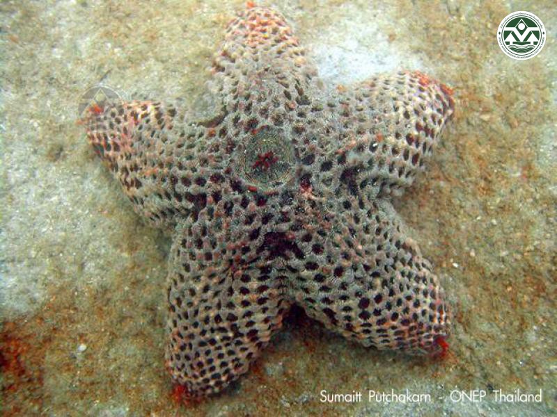 Euretaster cribosus