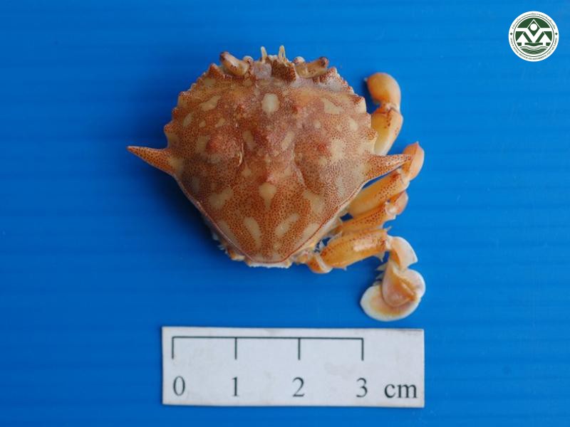 Ashtoret miersii
