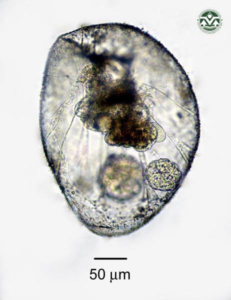 Asplanchna priodonta