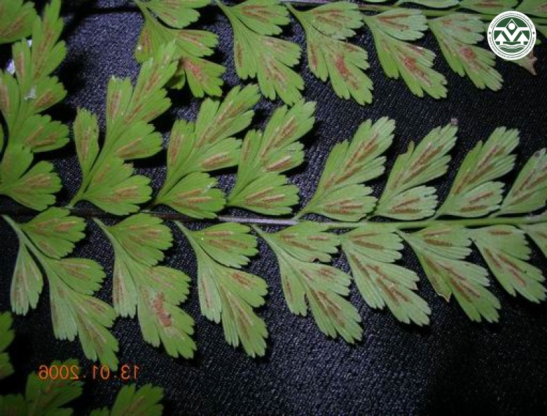 Asplenium confusum