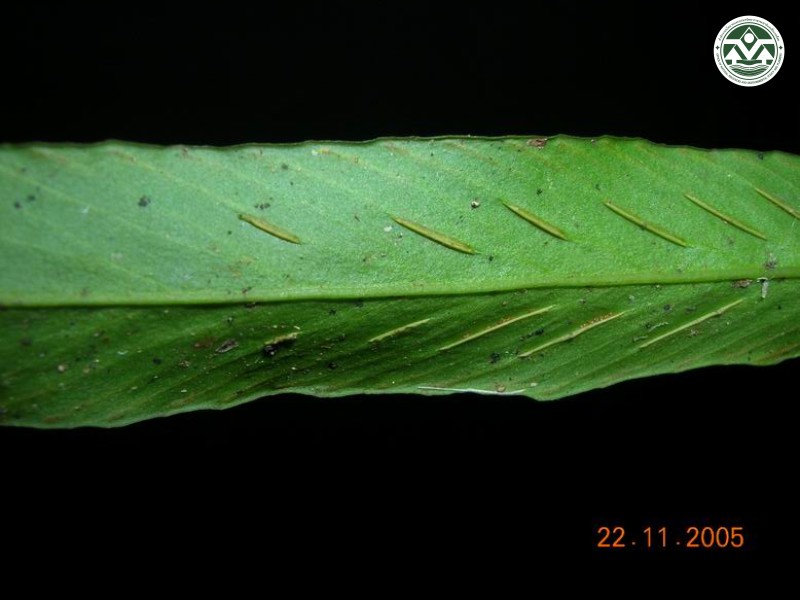 Asplenium ensiforme