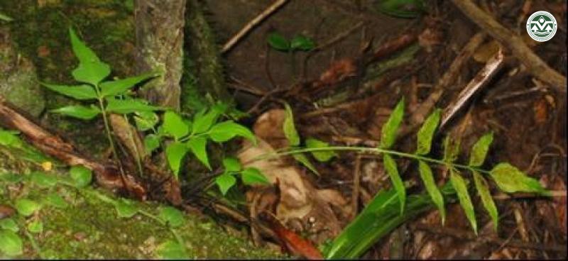 Asplenium falcatum