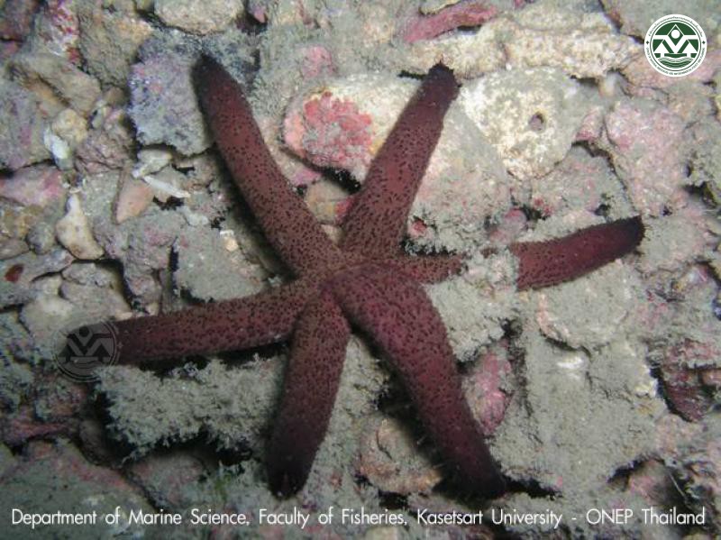 Echinaster luzonica
