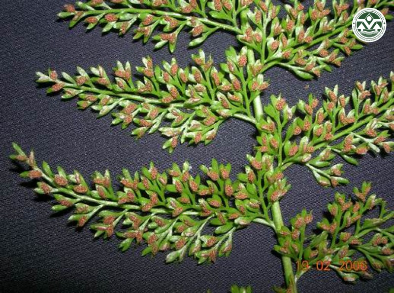 Asplenium interjectum