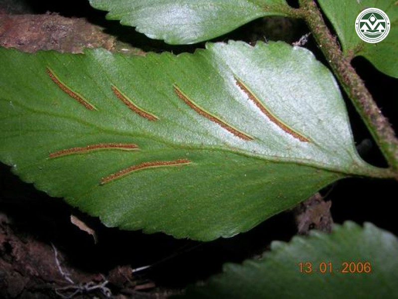 Asplenium macrophyllum