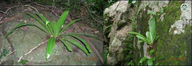 Asplenium nidus