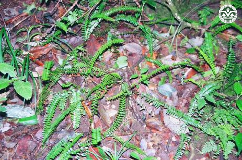 Asplenium normale