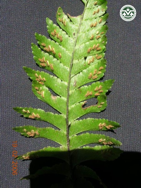 Asplenium obscurum