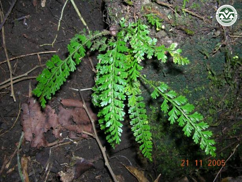 Asplenium rockii