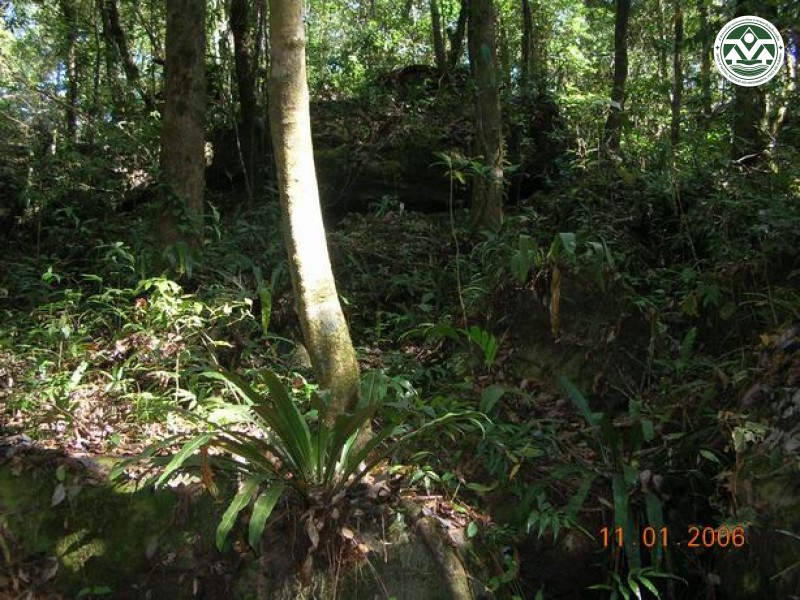 Asplenium scortechinii