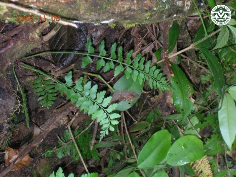 Asplenium yoshinagae