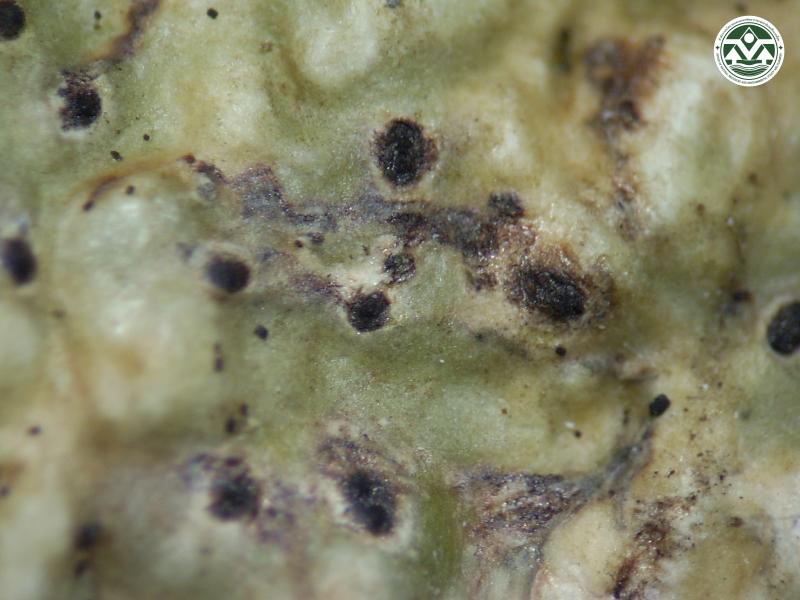 Astrothelium variolosum