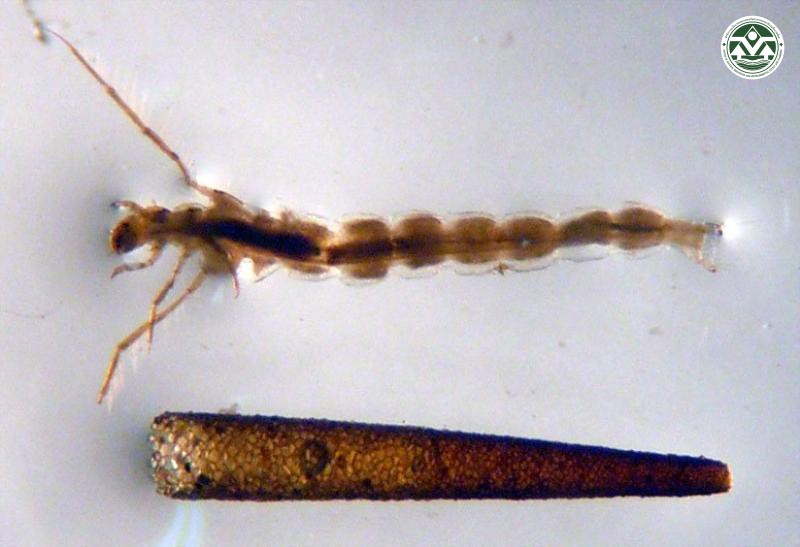 Athripsodes bilineatus