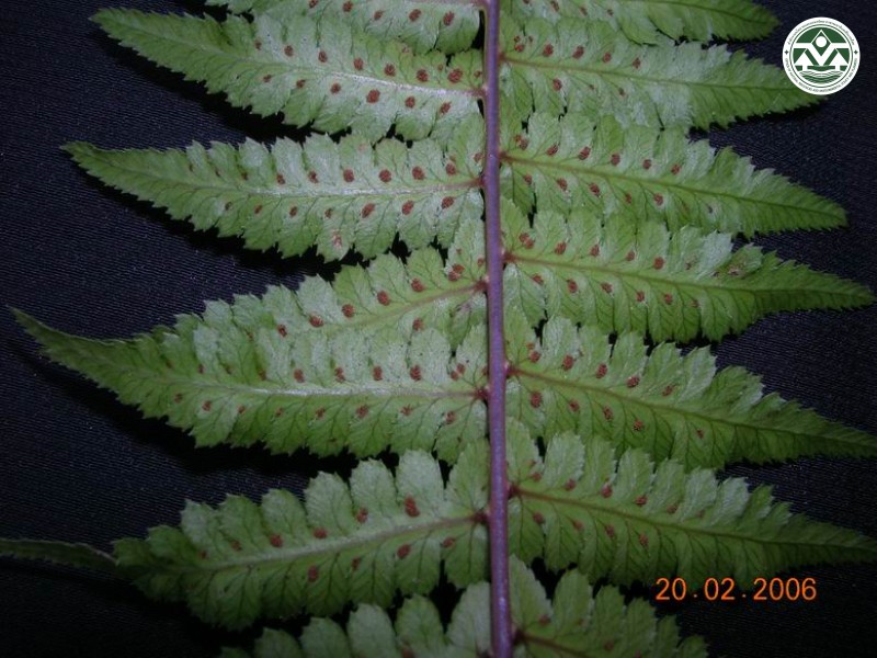 Athyrium dissitifolium
