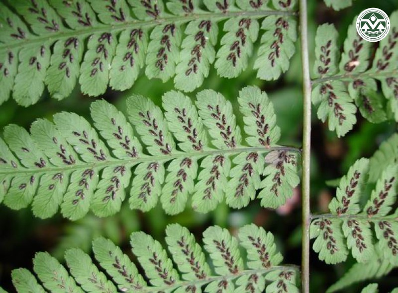 Athyrium mackinnonii