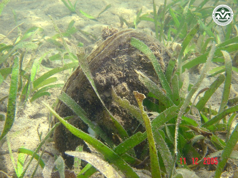 Atrina pectinata