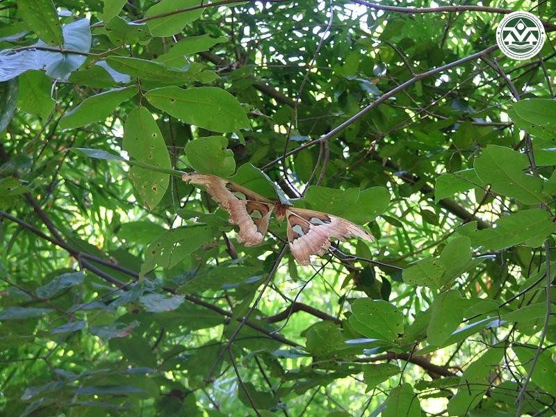 Attacus atlas