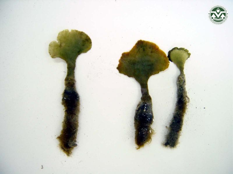 Avrainvillea erecta