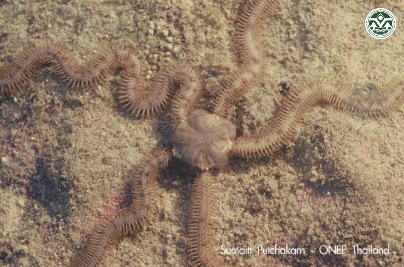 Macrophiothrix longipeda