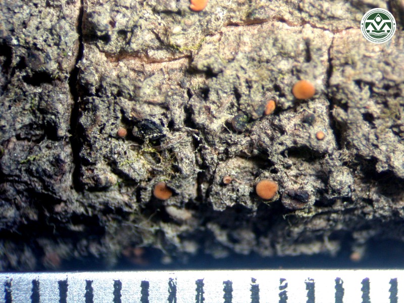 Bacidia spadicia