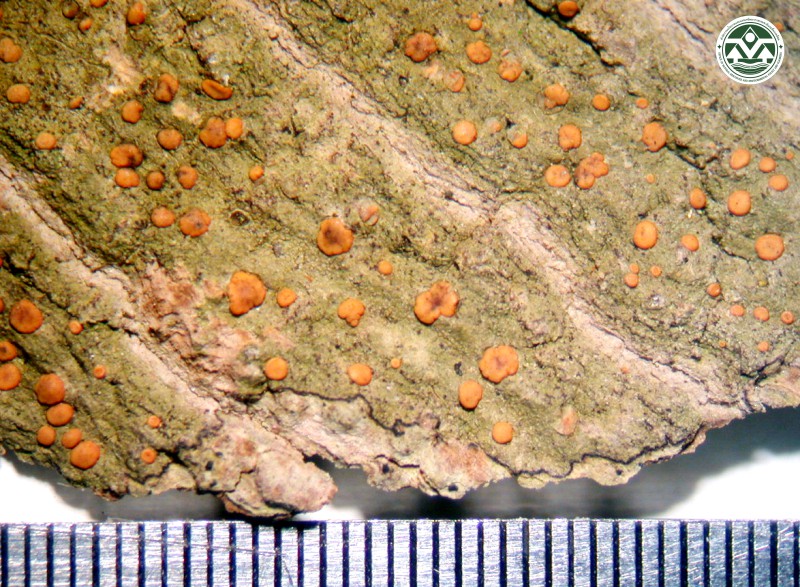 Bacidia superula