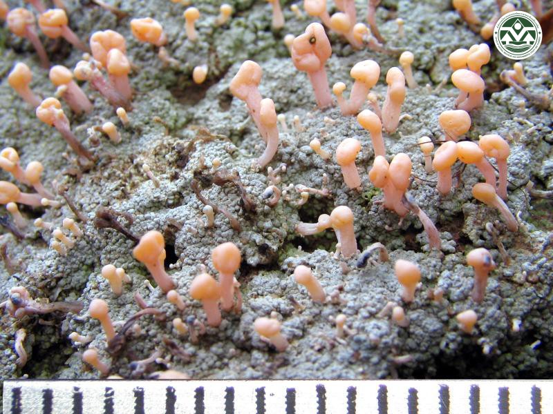 Baeomyces roseus