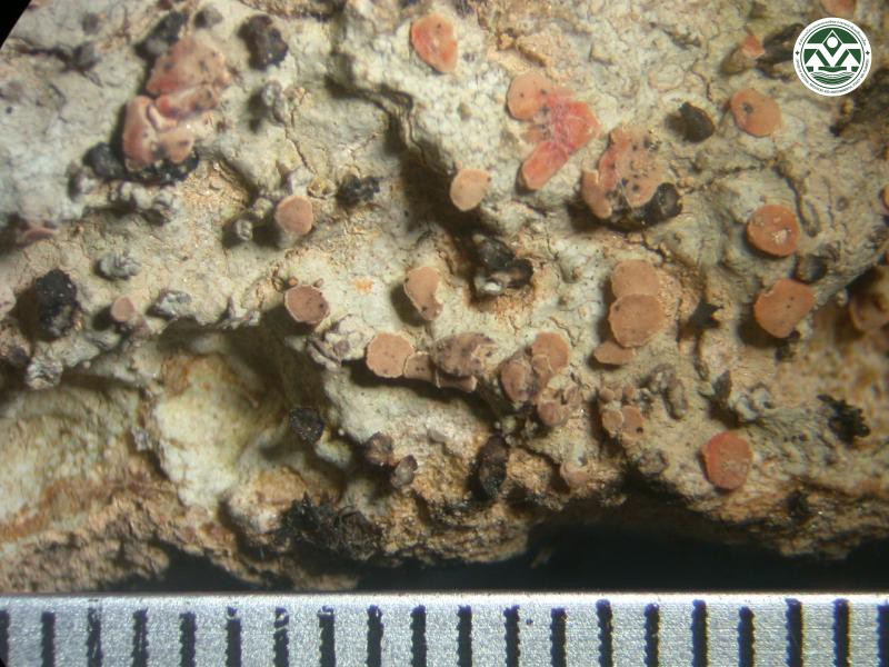 Baeomyces rufus