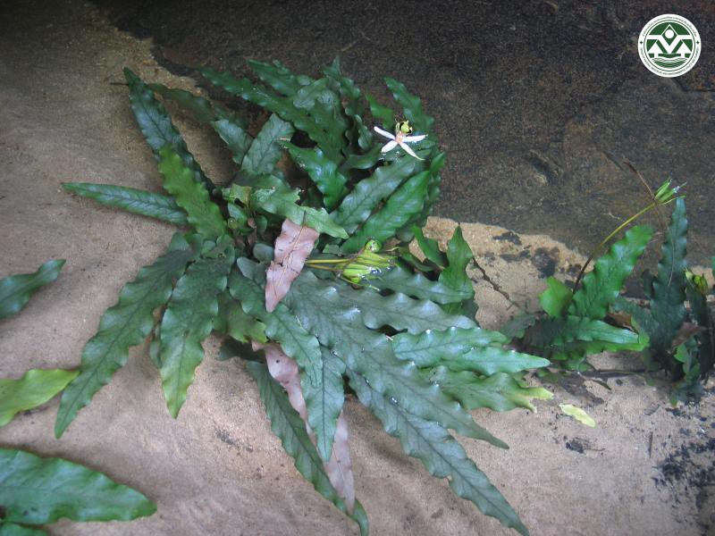 Barclaya longifolia