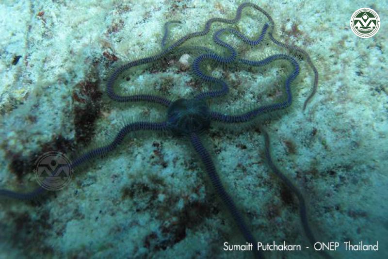 Macrophiothrix nereidina