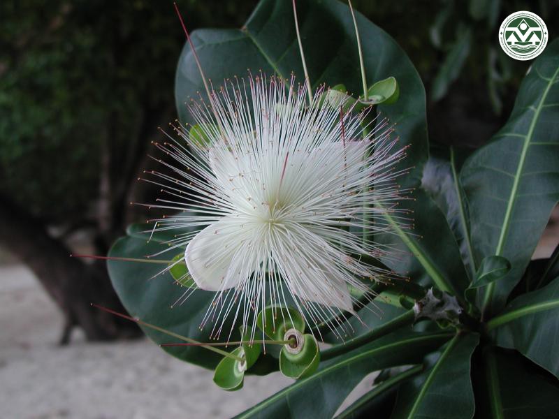 Barringtonia asiatica