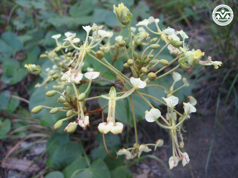 Bauhinia bassacensis