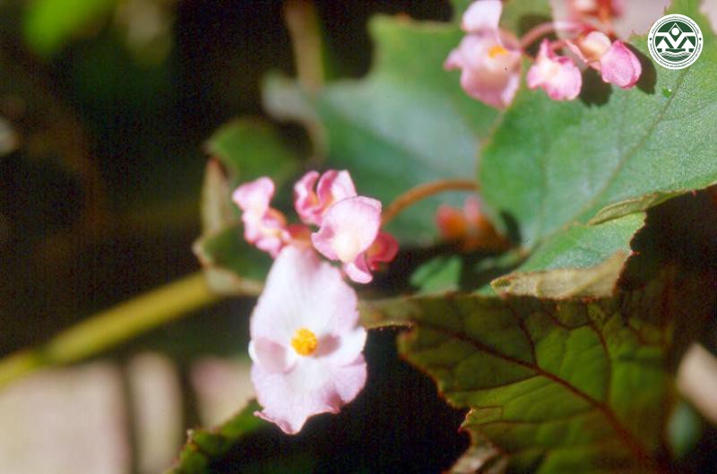 Begonia palmata