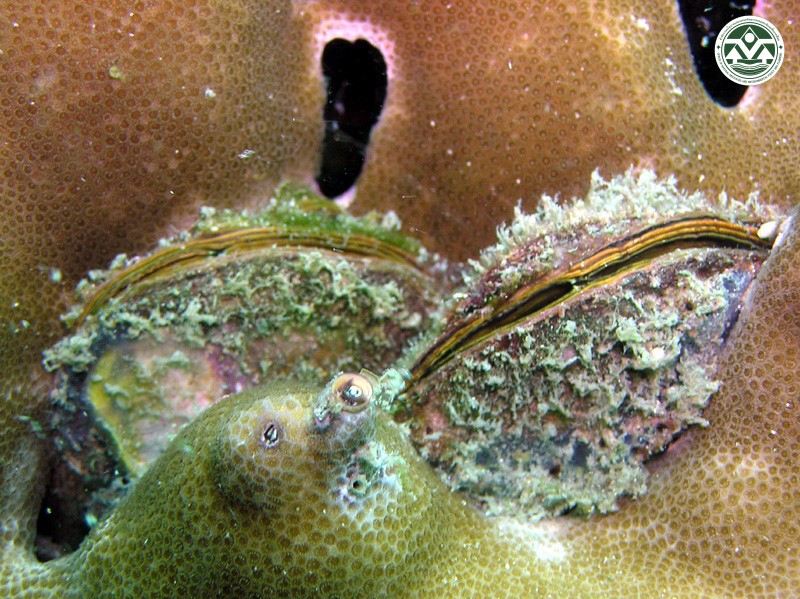 Beguina semiorbiculata