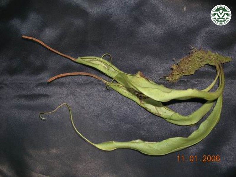 Belvisia henryi