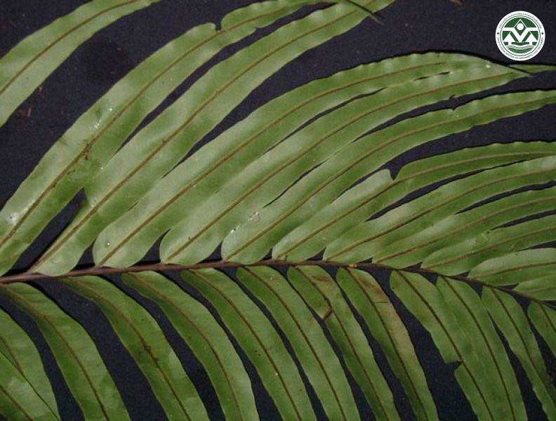 Blechnum orientale
