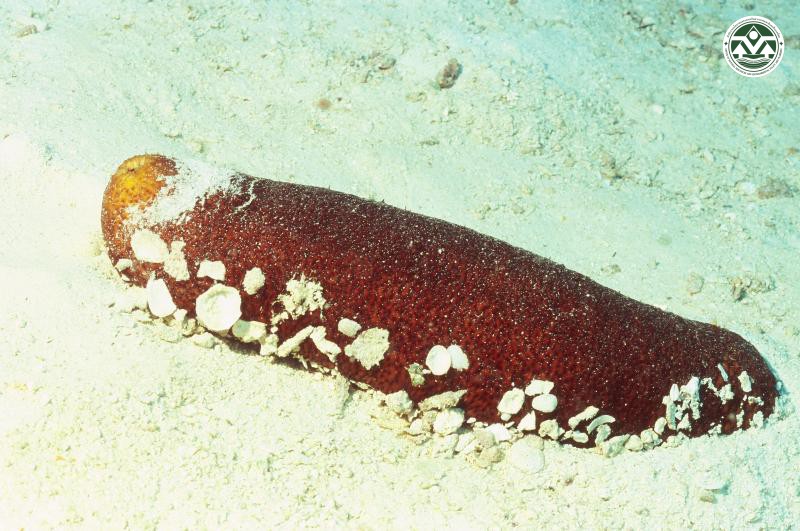 Bohadschia vitiensis