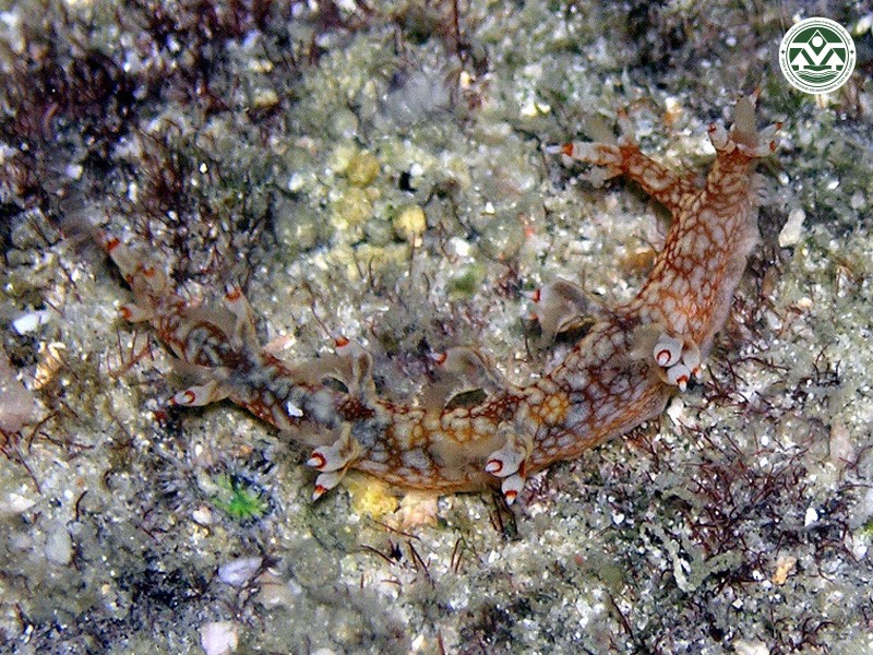 Bornella stellifer