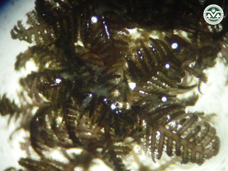 Bostrychia binderi