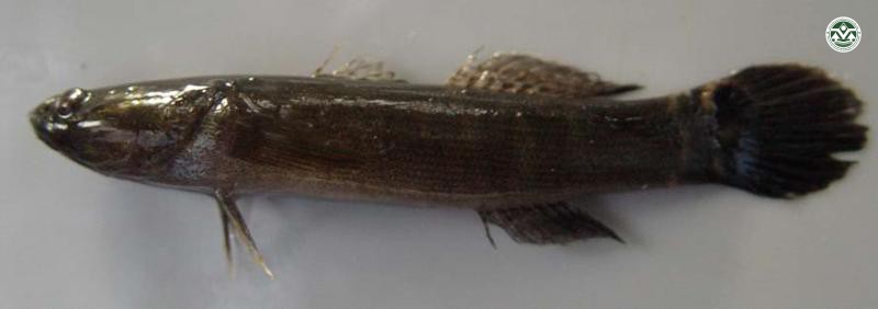 Bostrychus sinensis
