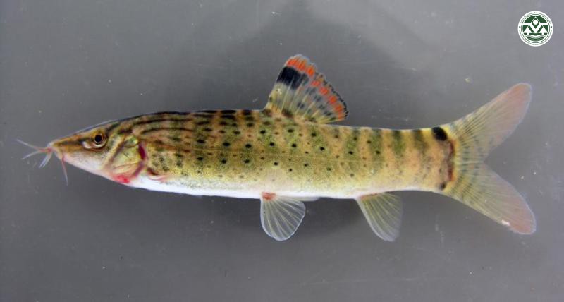 Botia beauforti