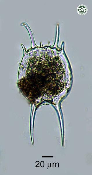 Brachionus falcatus