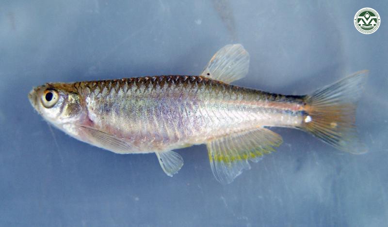 Brachydanio albolineata
